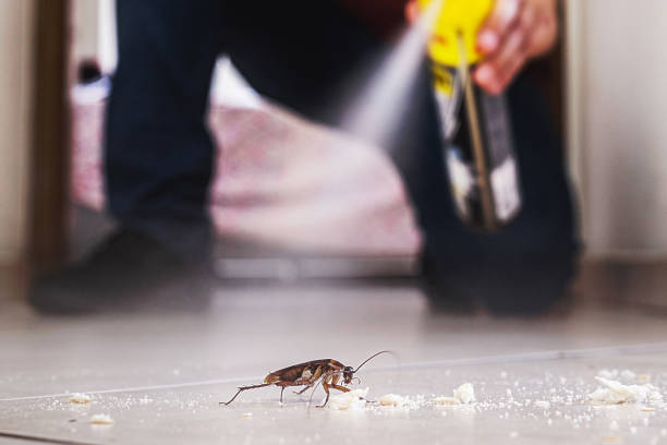 Best Ant Control Services  in Allouez, WI