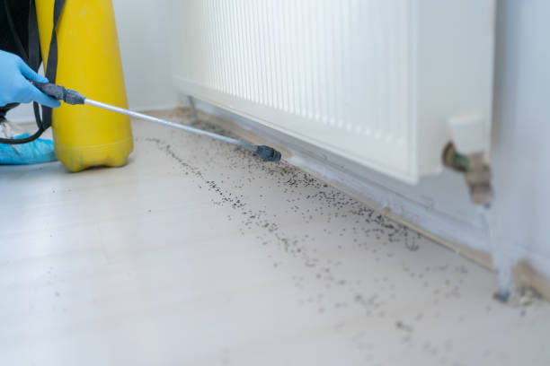 Best Termite Control Services  in Allouez, WI